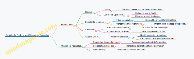 Periodontal Anatomy and Attachment Apparatus